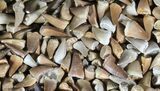 Lot - , Small Mosasaur Teeth #39230-2